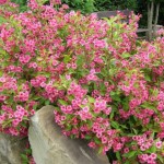 Վեյգելիա առատածաղիկ