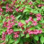 Վեյգելիա առատածաղիկ