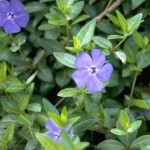 Վինկա, Барвинок, Vinca