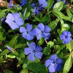 Վինկա, Барвинок, Vinca