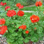 Խորդենի խոշորածաղիկ, Пеларгония крупноцветковая, Pelargonium grandiflorum
