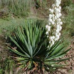 Յուկա թելատու