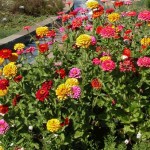 Զինածաղիկ շքեղ, Цинния иzinnia