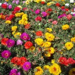 Դանդուռ խոշորածաղիկ, Портулак крупноцветковый, Portulaca Grandiflora