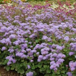 Ագերատում,агератум