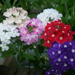 Վերբենա, вербена