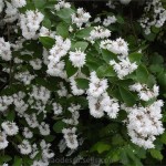 дейция шершавая