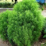 Կոխիա, кохиа