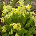 Գնարբուկ գարնանային, Primula Veris