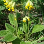 Գնարբուկ գարնանային, Primula Veris.jpg 2