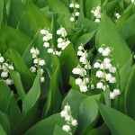 Հովտաշուշան, Convallaria majalis
