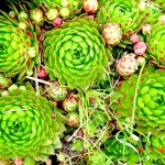 Քարբեկ, Saxsifraga caespitosa