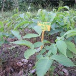 Ընկուզենի, грецки орех