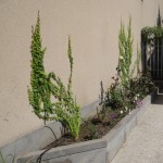 Կուսախաղող, Девичий виноград, Parthenocissus planch