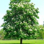 ձիակասկ, kashtan